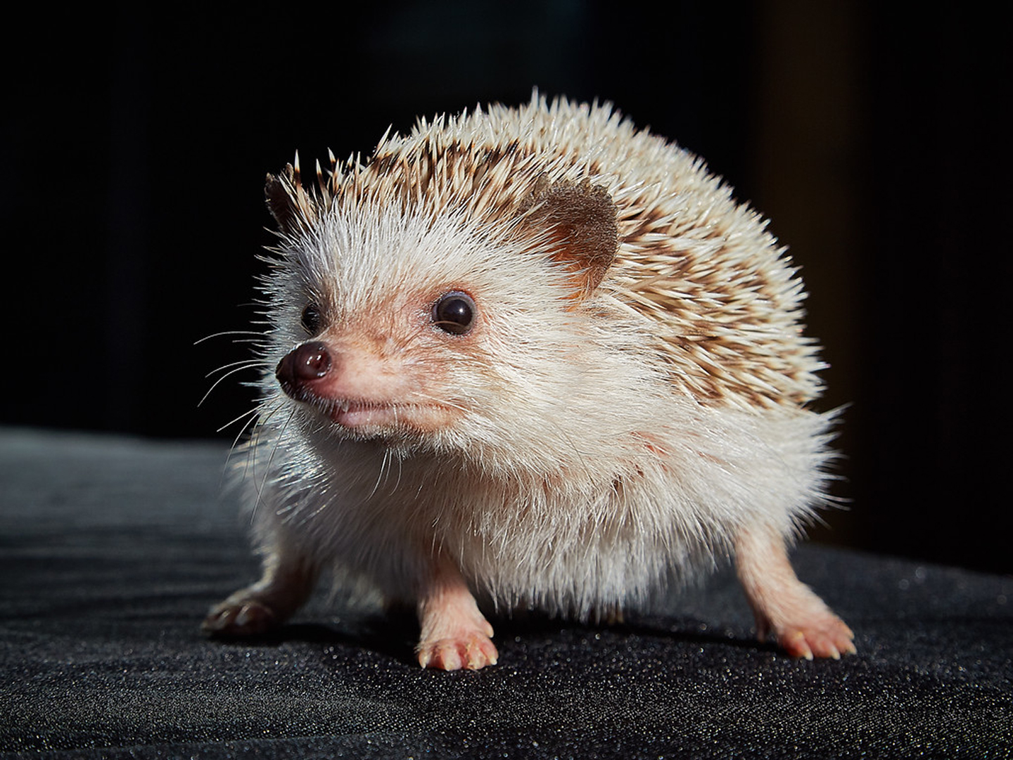 HEDGEHOG